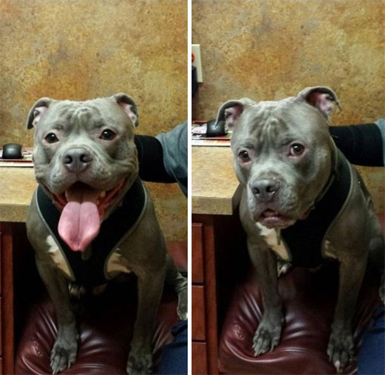 funny dogs vet clinic