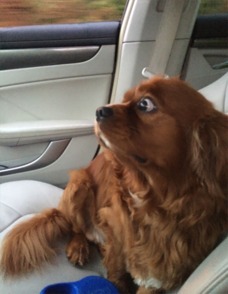 funny dogs vet clinic