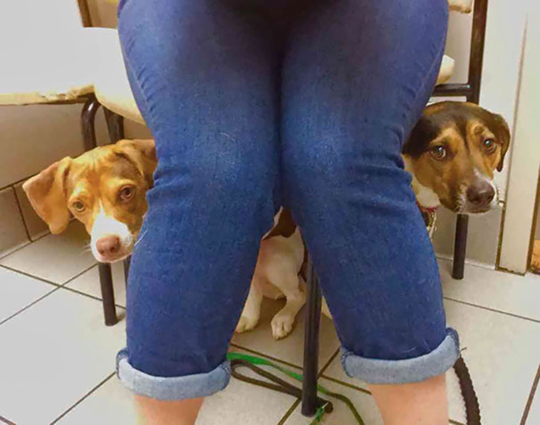 funny dogs vet clinic
