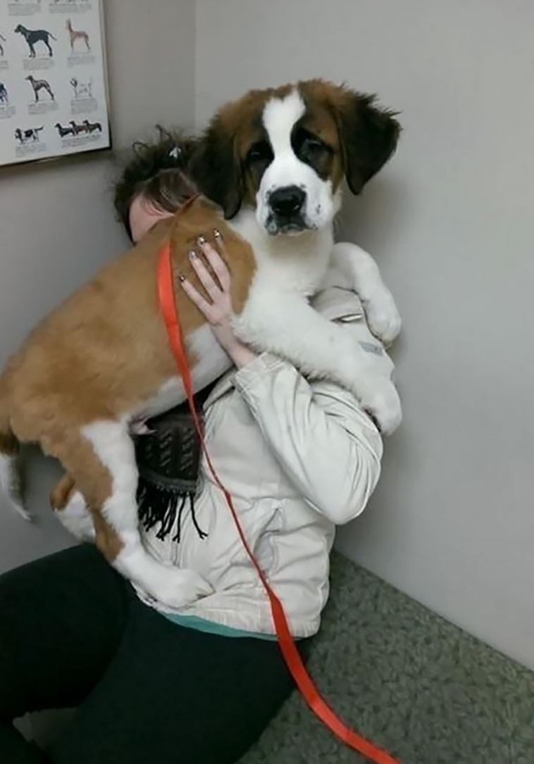 funny dogs vet clinic