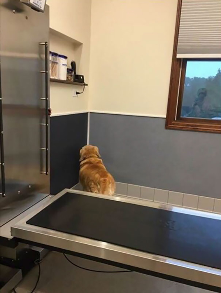 funny dogs vet clinic
