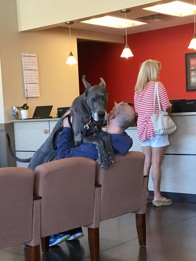 funny dogs vet clinic