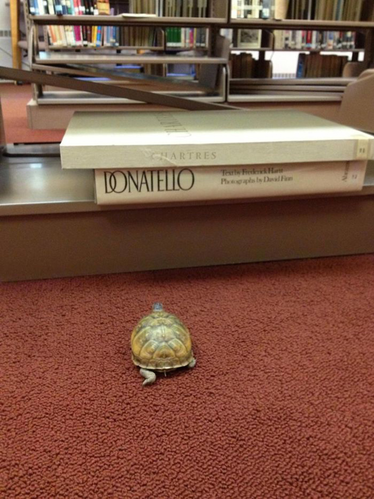 funny-librarians-jokes