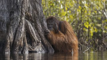national-geographic-nature-photographer-of-the-year-2017