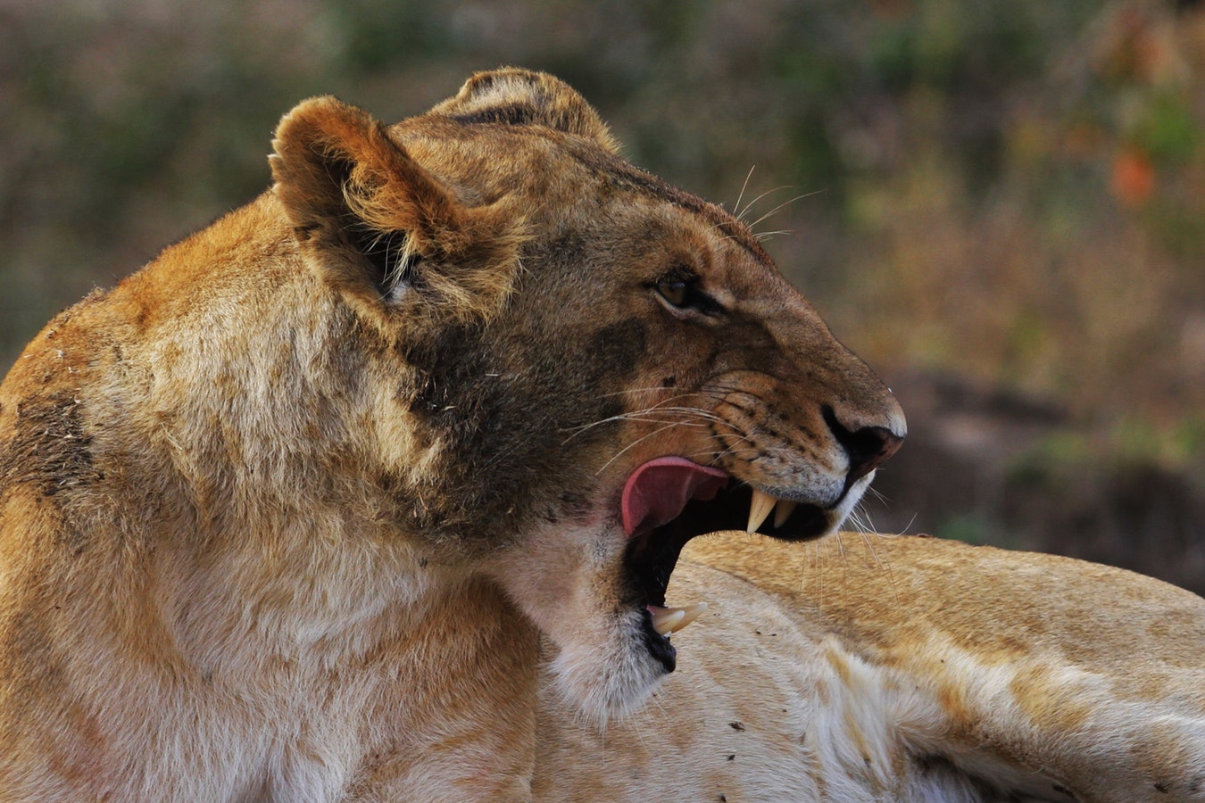 lion