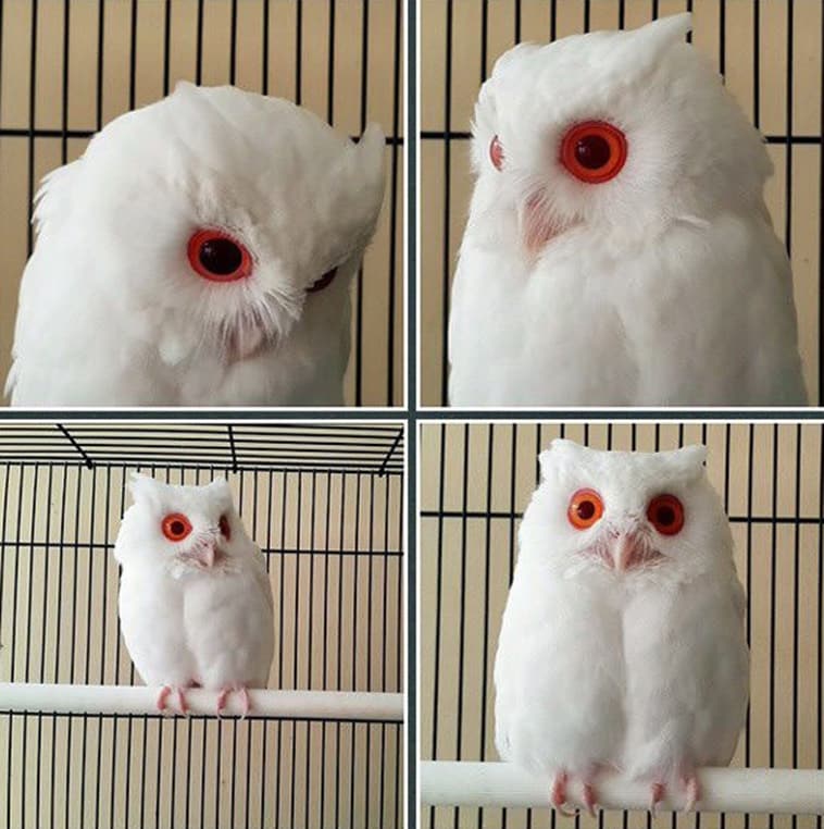 red-eyed owl