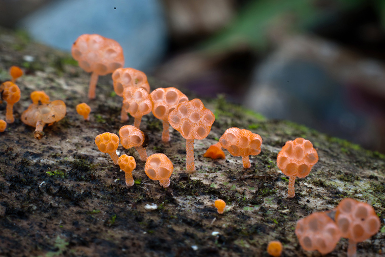 remote rainforests ecuadorian andes document fungi