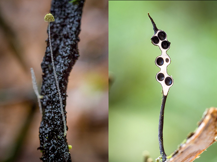 remote rainforests ecuadorian andes document fungi