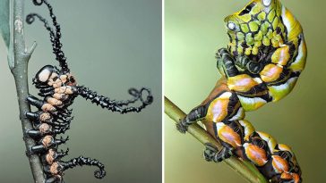 unusual caterpillars photos