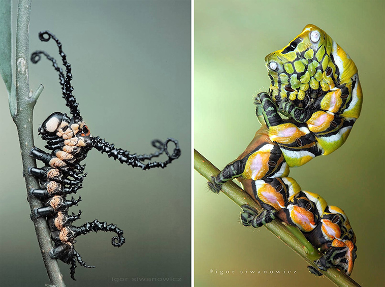 unusual caterpillars photos