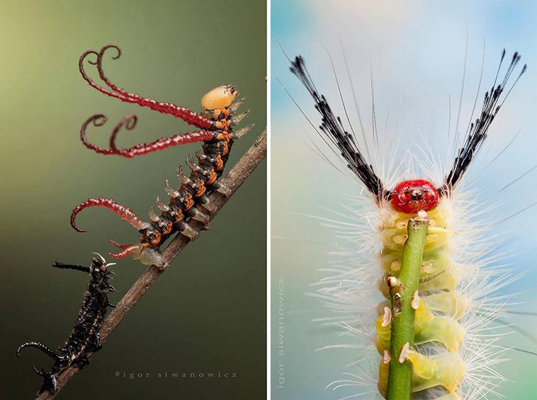 unusual caterpillars photos