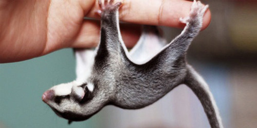 Against The Law To Keep These Animals As Pets In The US