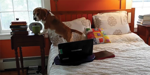 Beagle Caught On Camera Drinking Owner's Coffee