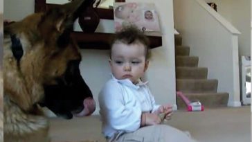German Shepherd Is Wonderfully Trustworthy Around Baby