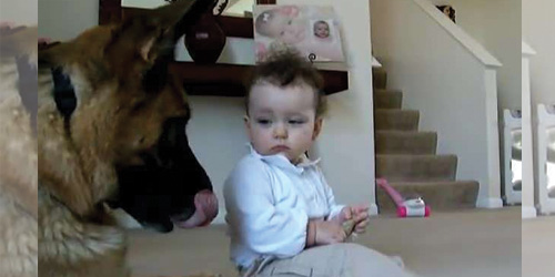 German Shepherd Is Wonderfully Trustworthy Around Baby