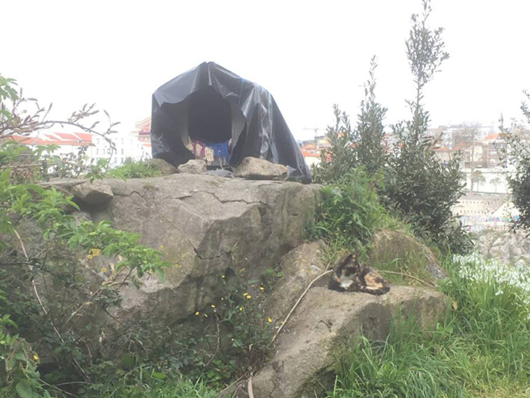 Man-discovers-secret-cat-village