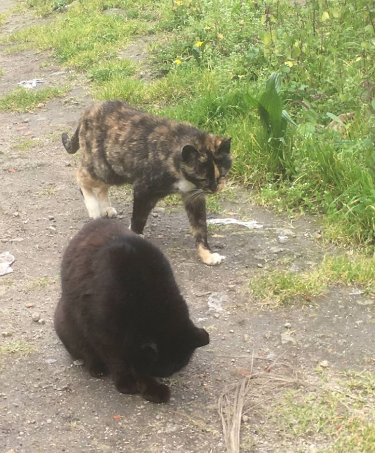 Man-discovers-secret-cat-village