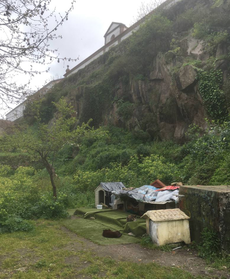 Man-discovers-secret-cat-village