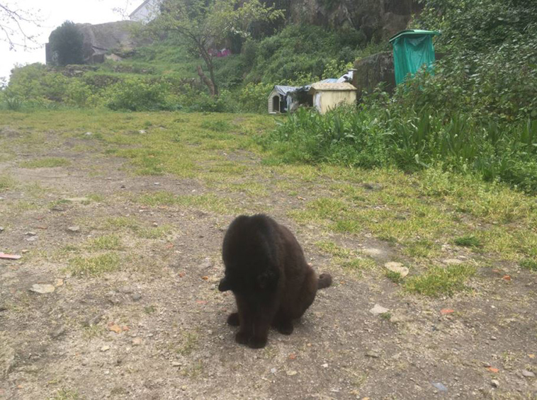 Man-discovers-secret-cat-village