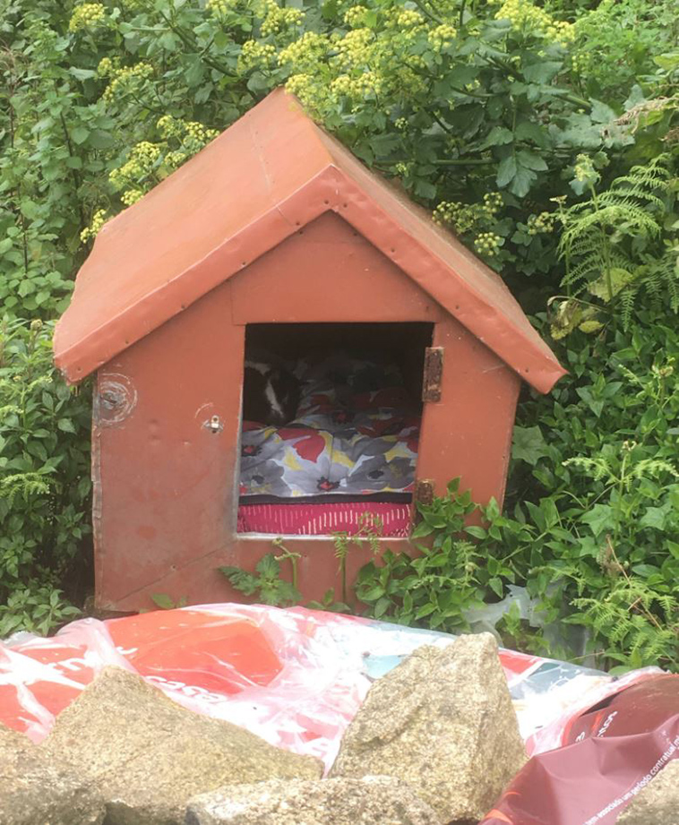 Man-discovers-secret-cat-village