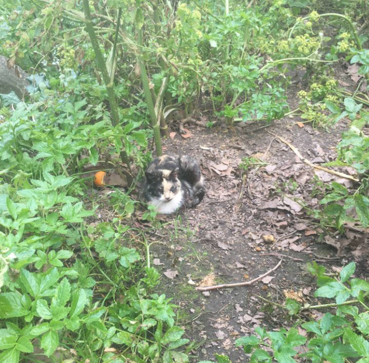 Man-discovers-secret-cat-village