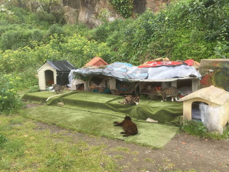 Man-discovers-secret-cat-village