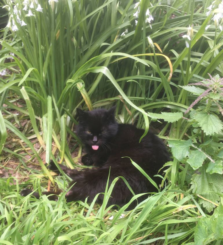 Man-discovers-secret-cat-village