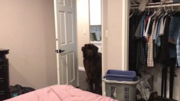 Newfoundland