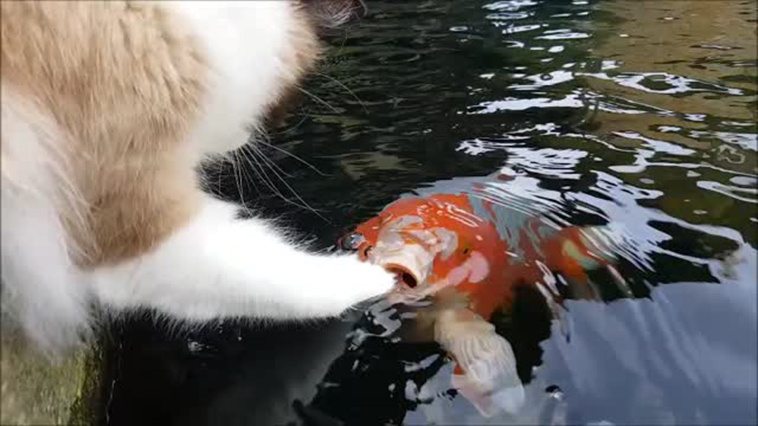 cat-timo-make-new-friends-koi-fish