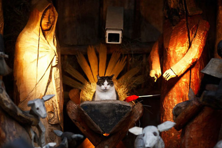 cats-crashing-nativity-scenes