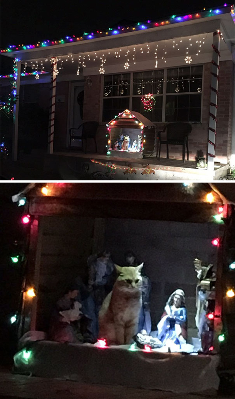 cats-crashing-nativity-scenes