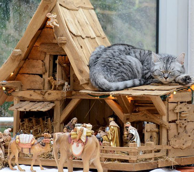cats-crashing-nativity-scenes