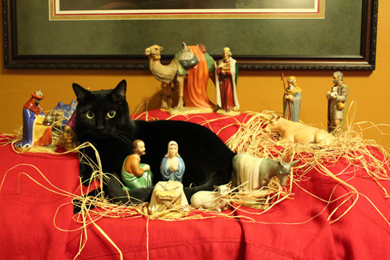cats-crashing-nativity-scenes