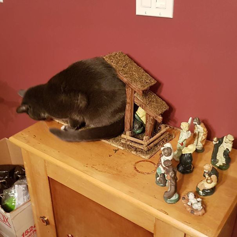 cats-crashing-nativity-scenes