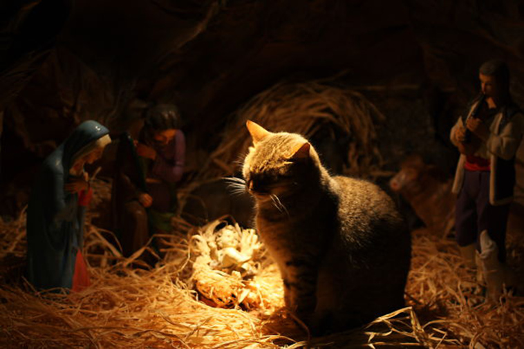 cats-crashing-nativity-scenes