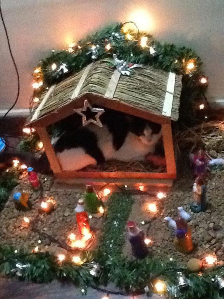 cats-crashing-nativity-scenes