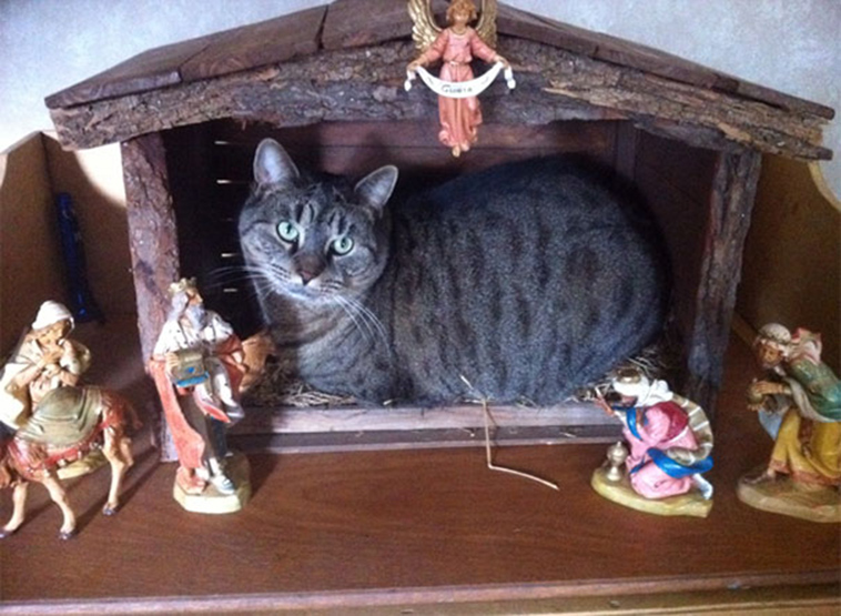 cats-crashing-nativity-scenes