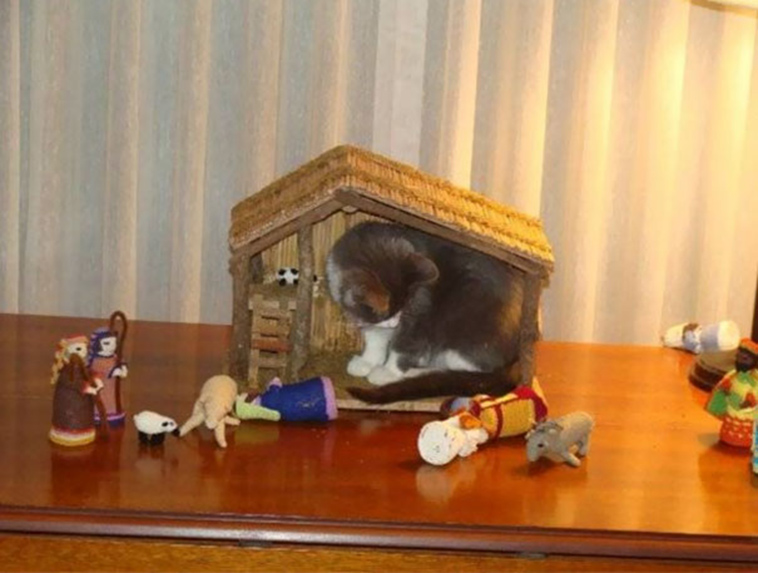 cats-crashing-nativity-scenes