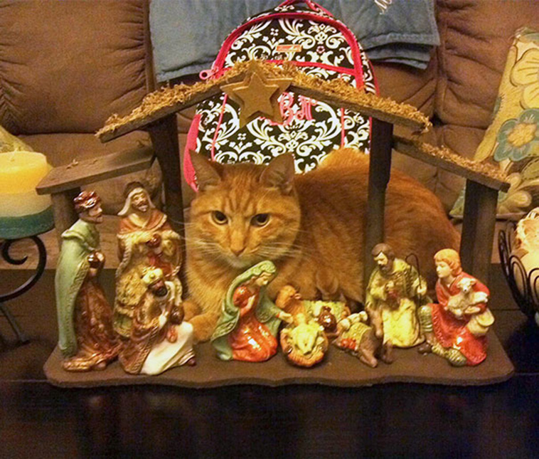 cats-crashing-nativity-scenes