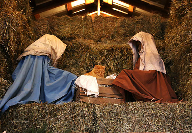 cats-crashing-nativity-scenes