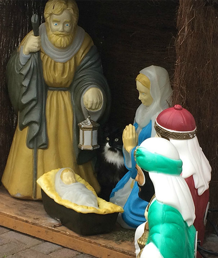 cats-crashing-nativity-scenes