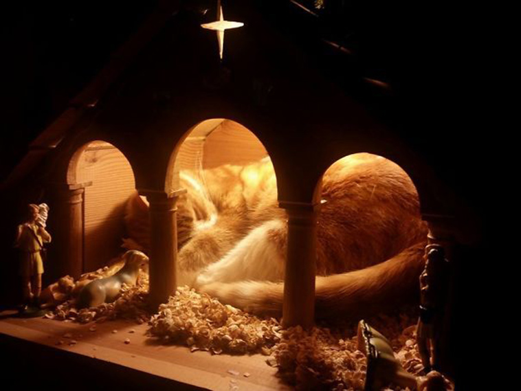 cats-crashing-nativity-scenes