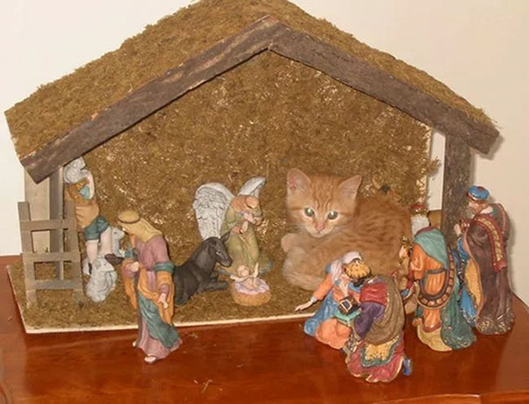 cats-crashing-nativity-scenes