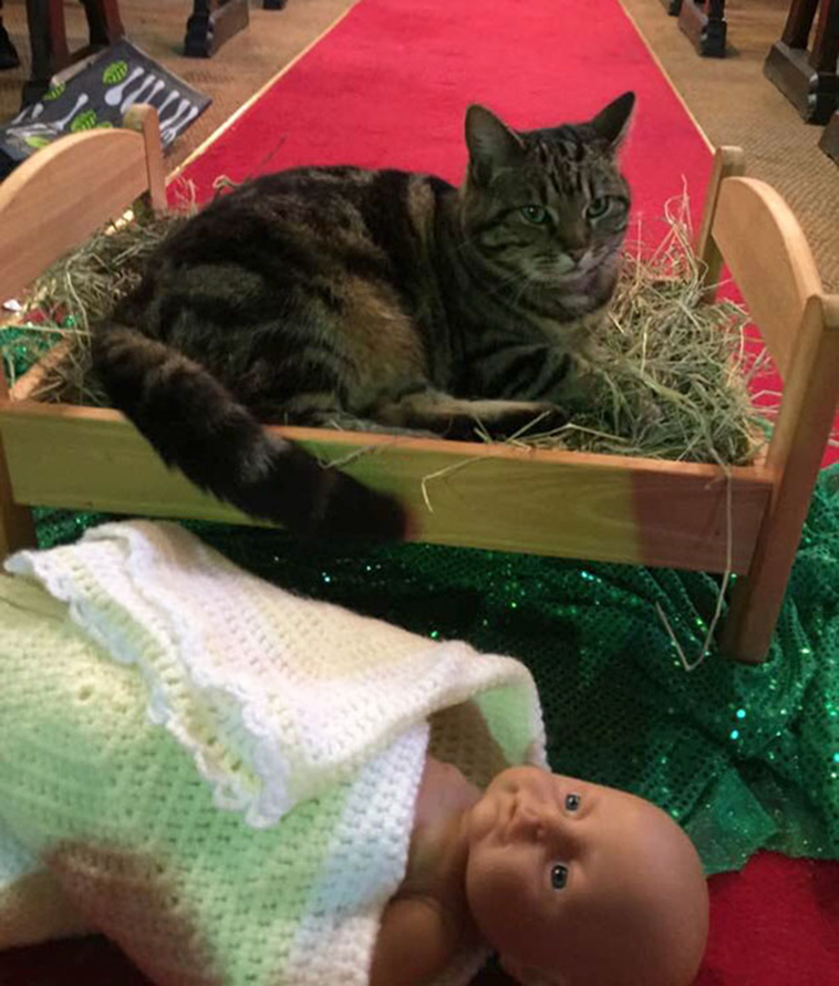 cats-crashing-nativity-scenes