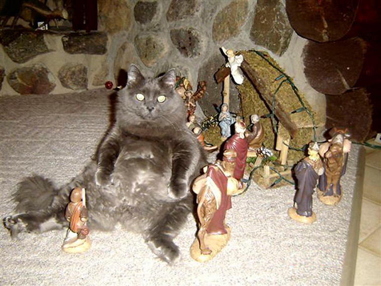 cats-crashing-nativity-scenes