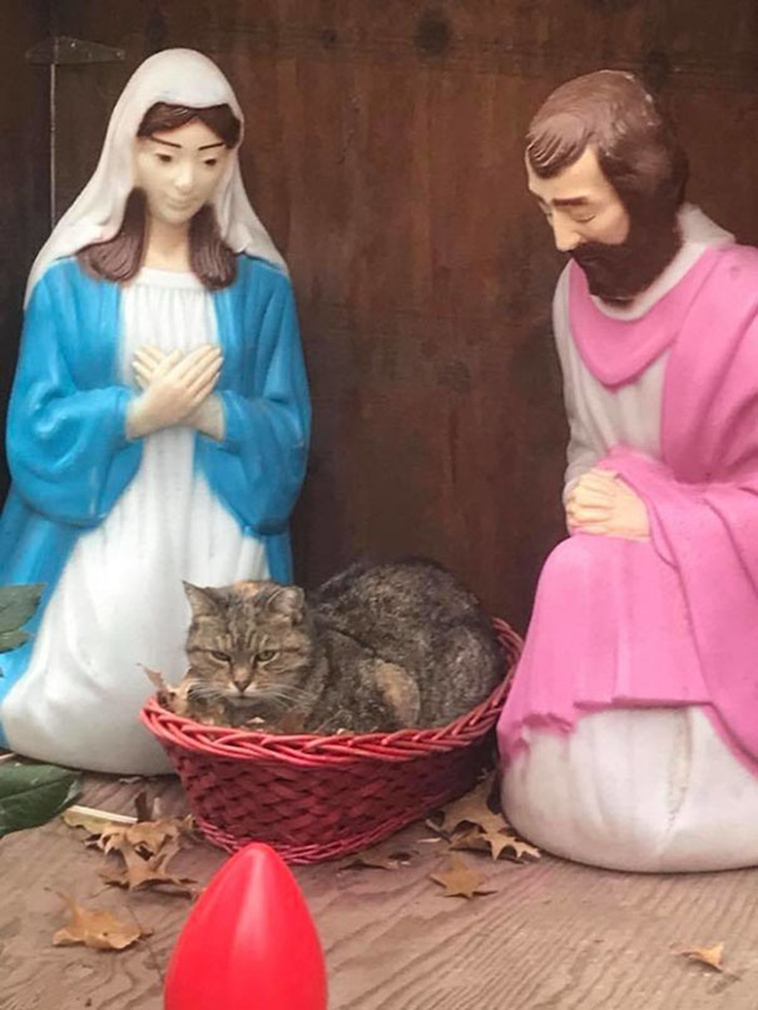 cats-crashing-nativity-scenes