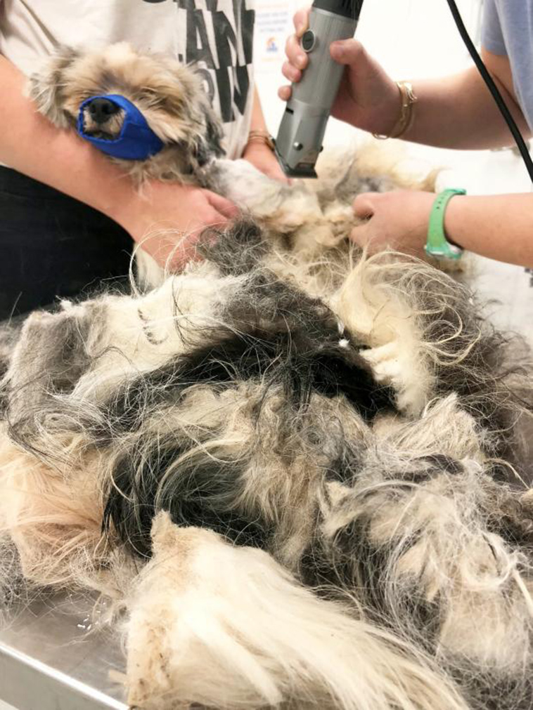 neglected-dog-with-dreadlocks-transformation