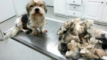 neglected-dog-with-dreadlocks-transformation