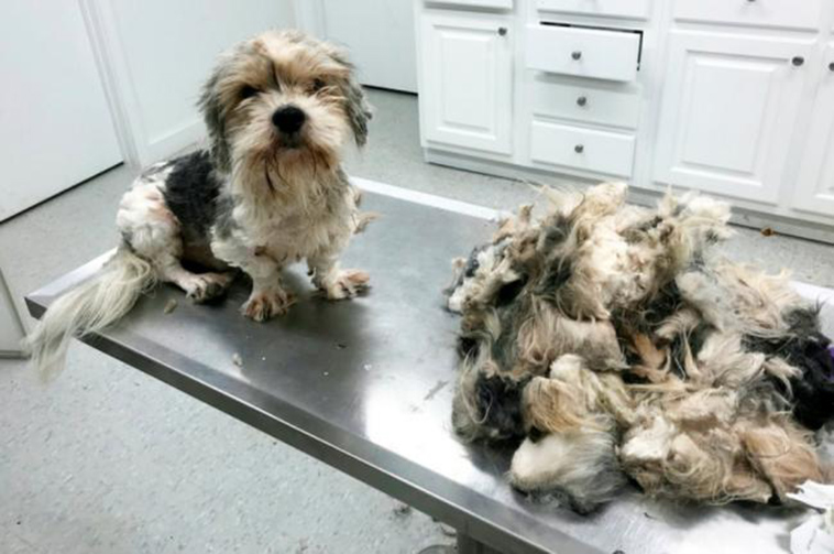 neglected-dog-with-dreadlocks-transformation