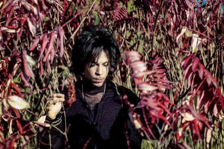 prince by steve parke